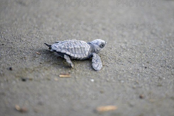 Newly hatched olive ridley sea turtle