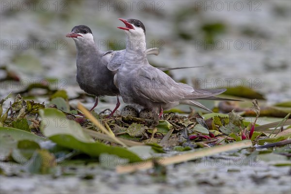 Two White-bearded Terns