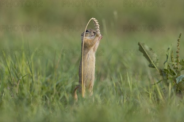 European ground squirrel