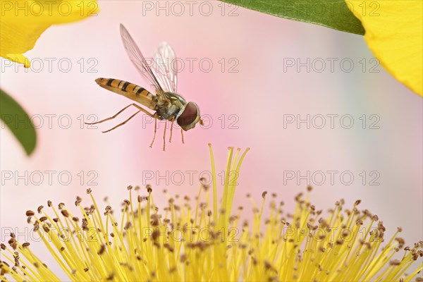 Marmalade hoverfly