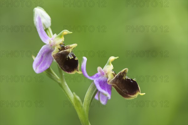 Late spider-orchid