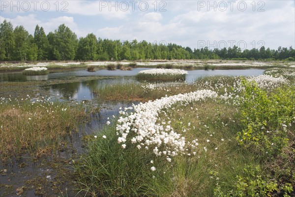 Bog landscape with common cottongrass