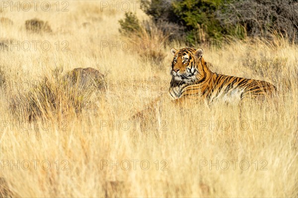 Bengal tiger