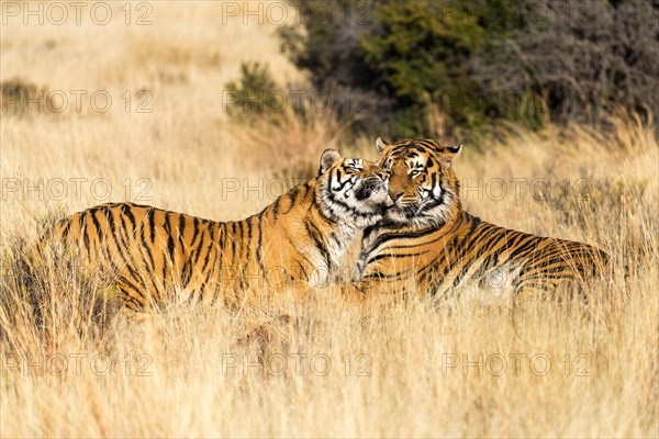 Bengal tiger