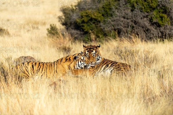 Bengal tiger