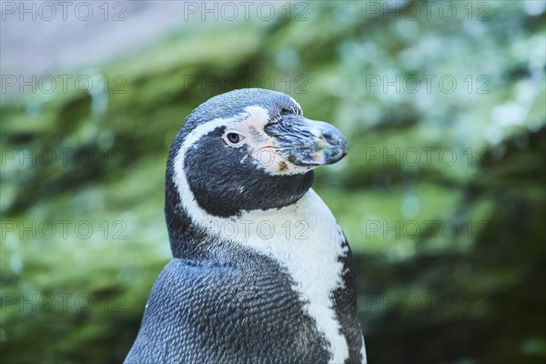 Humboldt penguin