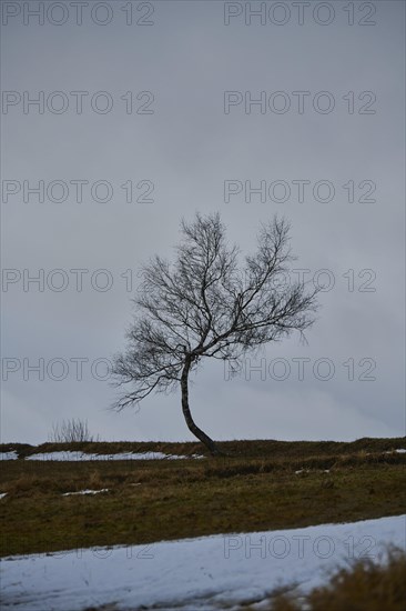 Silver birch