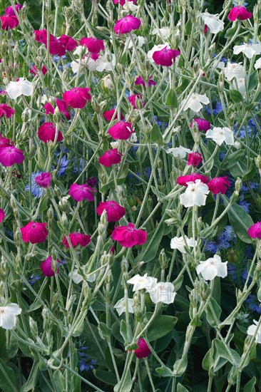 Rose campion