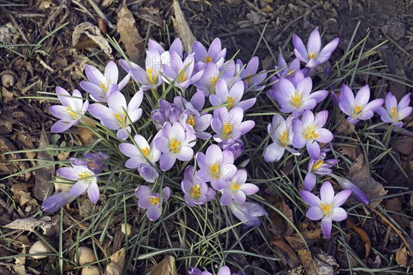 Woodland crocus