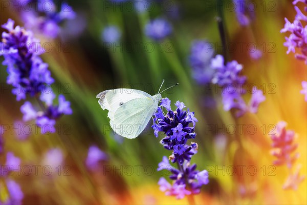 Cabbage butterfly