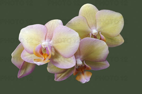 Moth orchid