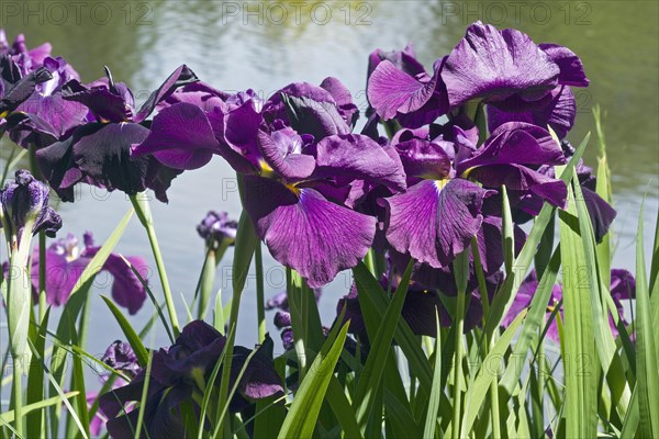 Silverband Iris