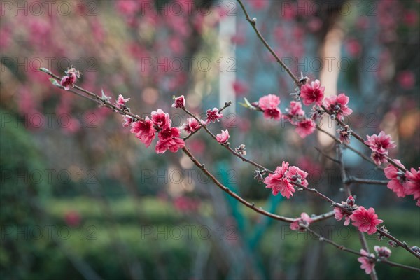 Cherry blossom