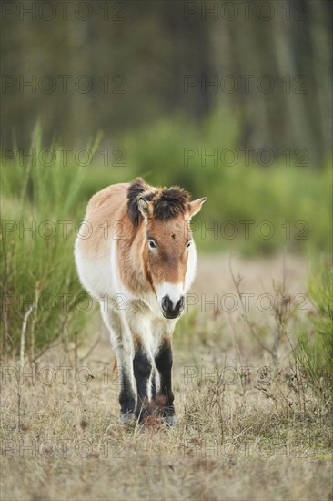 Przewalski's horse