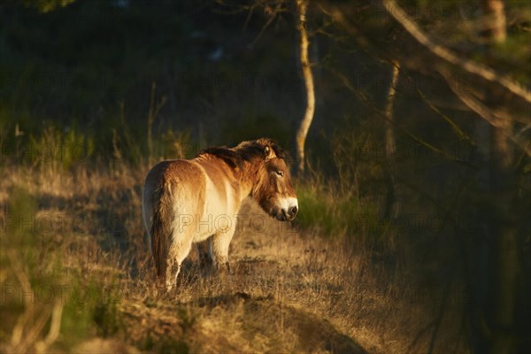 Przewalski's horse