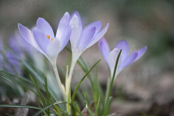 Early Crocus