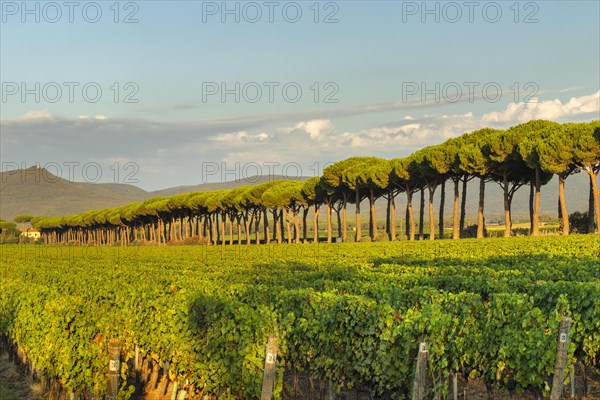 Avenue of maritime pine trees near Bolgheri