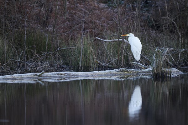 Great egret