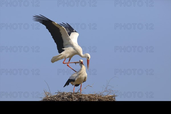 White stork