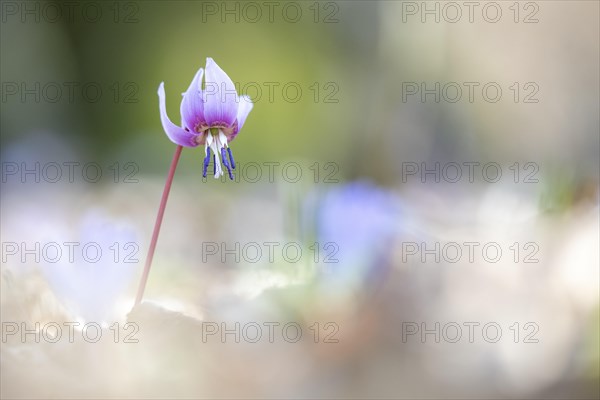 Flowering dog's tooth violet