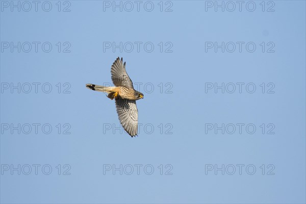 Common kestrel