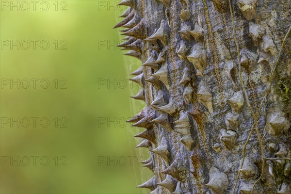 Thorns of the sand bush tree