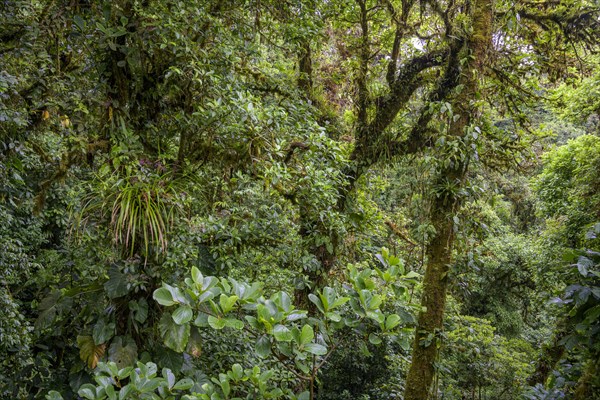 Rainforest in Selvatura Park seen from a suspension bridge