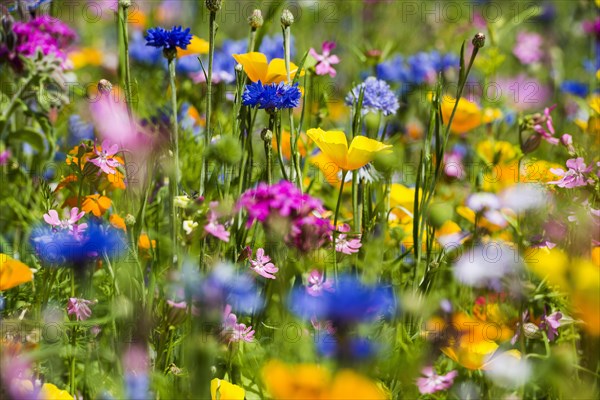 Flower meadow for insects