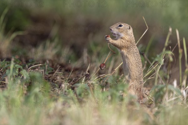 European ground squirrel