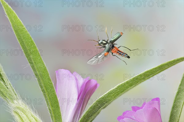 Malachite beetle