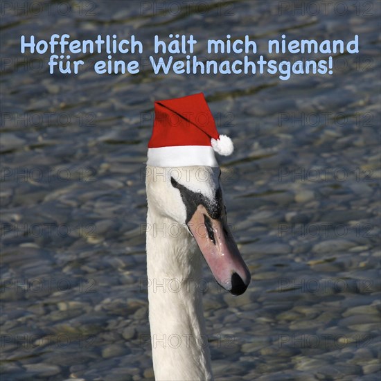 Head of swan with Christmas hat