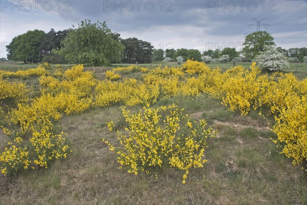 Common broom