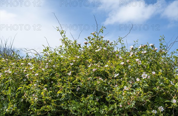 Flowering rugosa rose