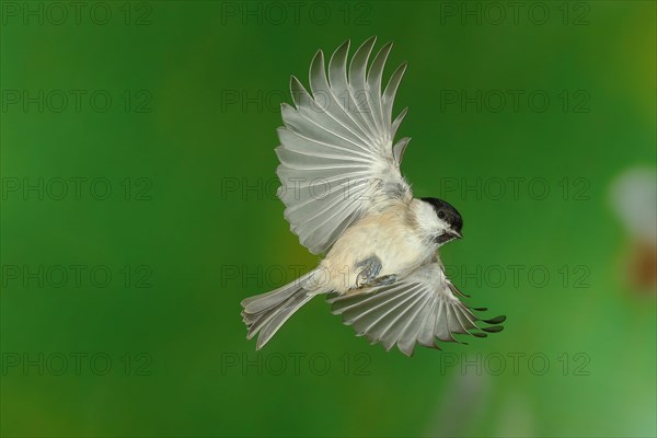 Marsh tit