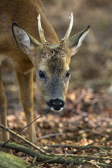 European roe deer