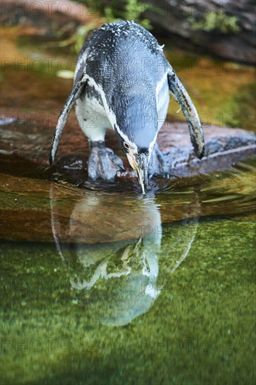 Humboldt penguin