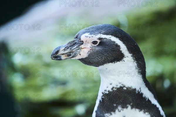 Humboldt penguin