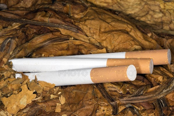 Three Stuffed Cigarettes on Tobacco Leaves