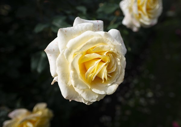Shrub rose