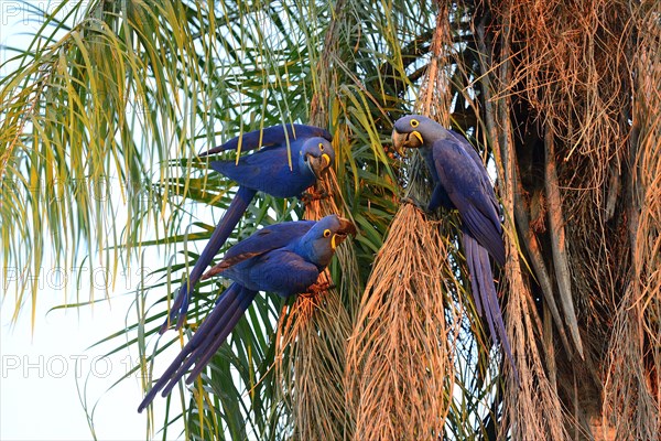 Hyacinth macaws