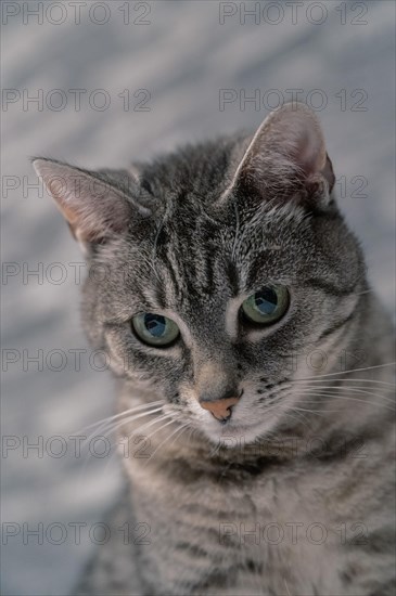 European shorthair felidae