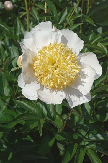 Bu-Te peony