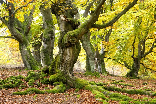 Knotty copper beech