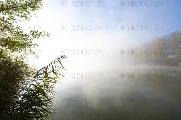 Morning fog in the Herbslebener Teiche nature reserve