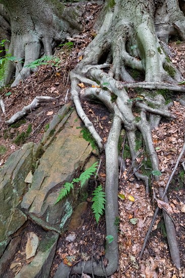 Beech roots reach into the soil