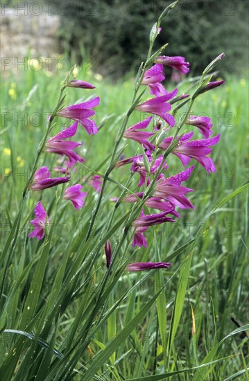 Italian italian gladiolus