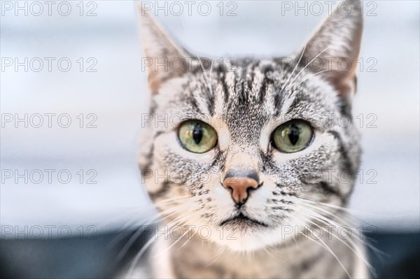 Portrait of a European shorthaired felidae