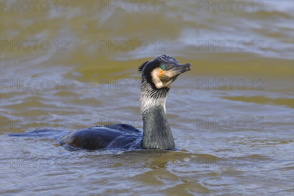 Great Cormorant