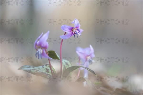 Flowering dog's tooth violet