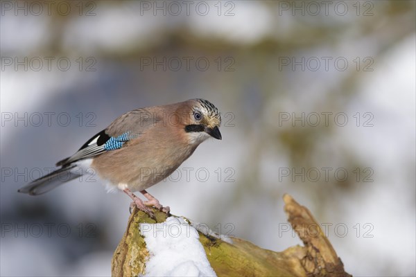 Eurasian jay